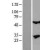 Western Blot: Kallikrein 13 Lysate [NBL1-12348] - Western Blot experiments. 
Left-Control; Right -Over-expression Lysate for KLK13